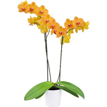 Orquídeas amarillas