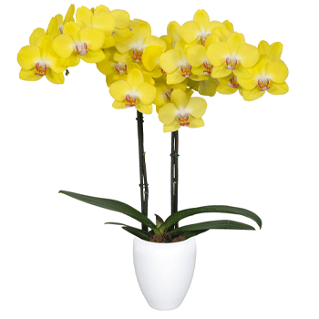 Orquideas amarillas