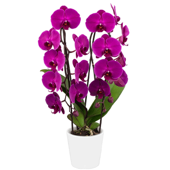 Orquídeas púrpuras