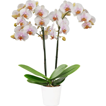 Orquídeas naturales