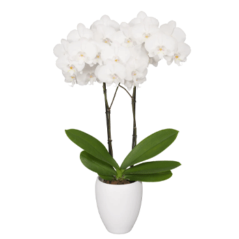 Orquídeas de color blanco