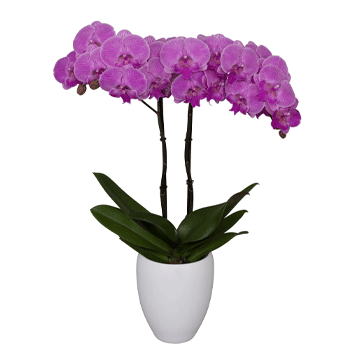 Orquídeas púrpuras