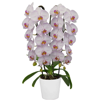 Orquídeas exóticas